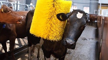 Animal health and comfort