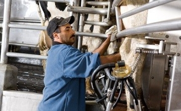 Milking systems